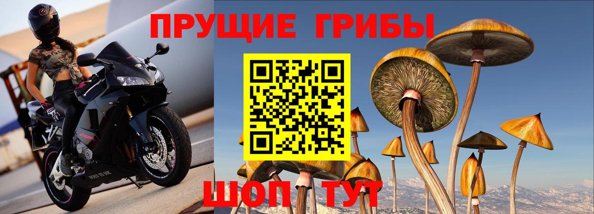 Галлюциногенные грибы Psilocybe Лиски